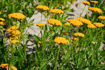 Milfoil harvested in the plantation, vanilla plants bloom in large areas