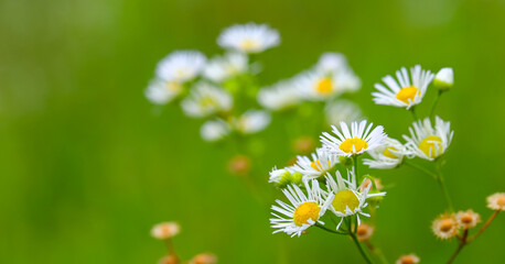 A small white flower (chamomile-medicinal plant) on a bright yellow-green background. Drops of...