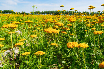 Milfoil harvested in the plantation, vanilla plants bloom in large areas © Brekke