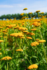 Milfoil harvested in the plantation, vanilla plants bloom in large areas
