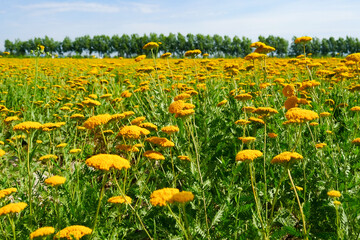 Milfoil harvested in the plantation, vanilla plants bloom in large areas © Brekke