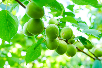 Fresh apricots on the tree