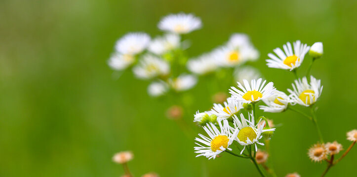 A small white flower (chamomile-medicinal plant) on a bright yellow-green background. Drops of morning dew. Blurred, defocused image - a symbol of tenderness and fragility of existence in nature.