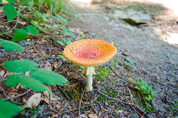 The toadstool