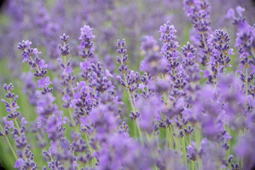 Lavender flower field, Blooming purple fragrant lavender flowers. Growing lavender swaying in the wind, harvesting, perfume ingredient, aromatherapy