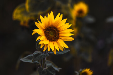 Sonnenblume Hintergrund dunkel Platz für Text
