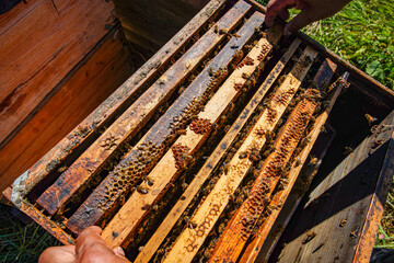 Outdoor grassland beekeeping beehive