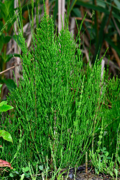 Acker-Schachtelhalm // Common horsetail, field horsetail (Equisetum arvense)