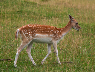 Naklejka na ściany i meble European Fallow Deer (Dama dama) in a country park in the UK