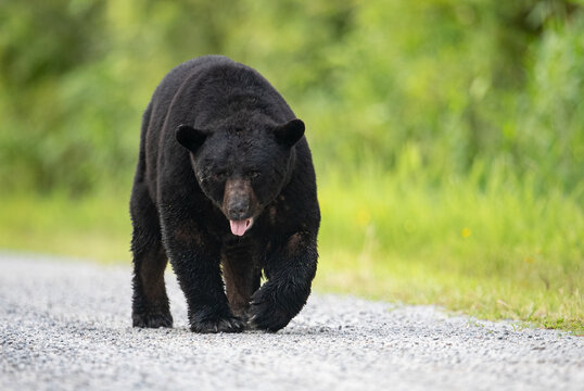 239 Best Ursus Thibetanus Images Stock Photos Vectors Adobe Stock