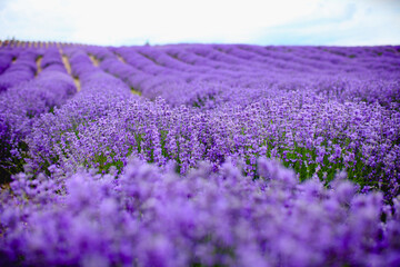 Obraz na płótnie Canvas Purple lavender field，beautiful blooming, french romance