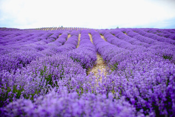 Obraz premium Purple lavender field，beautiful blooming, french romance