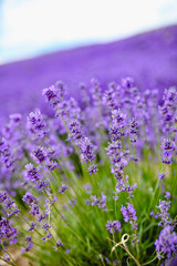 Purple lavender field，beautiful blooming, french romance