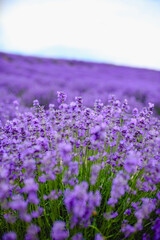 Obraz premium Purple lavender field，beautiful blooming, french romance
