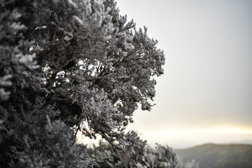 Snow