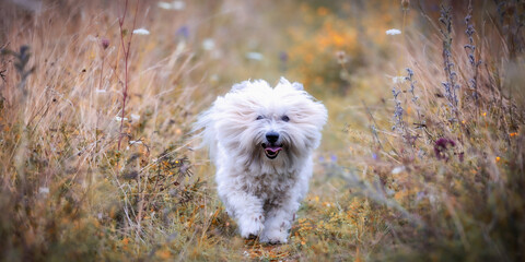 Süßer kleiner Coton de Tulear Hund im hohen Gras im Sommer, der auf die Kamera zu läuft