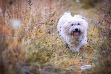Süßer kleiner Coton de Tulear Hund im hohen Gras im Sommer, der auf die Kamera zu läuft