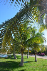 wakacje palmy natura roślinność ciepłe kraje