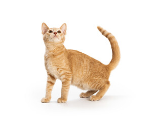 Cute Orange Tabby Kitten Lifting Head Up