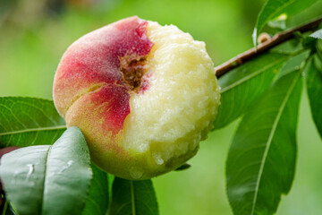 Fresh ripe flat peaches harvested from the orchard
