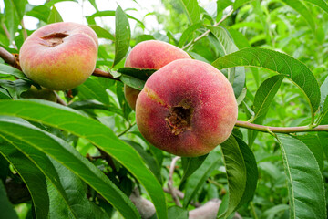 Fresh ripe flat peaches harvested from the orchard