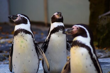 two penguins on a rock