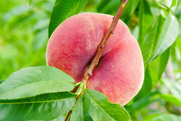 Fresh ripe flat peaches harvested from the orchard