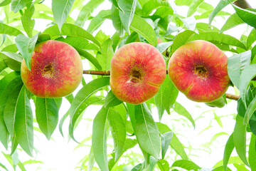 Fresh ripe flat peaches harvested from the orchard