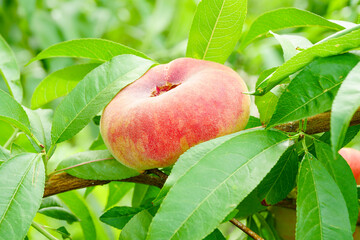Fresh ripe flat peaches harvested from the orchard