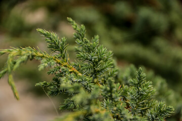 close up of pine needles