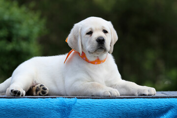the nice yellow labrador puppy on the blue