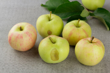 Ripe garden apples on grey background. Selective focus