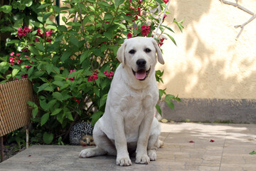 the yellow labrador dog in the park