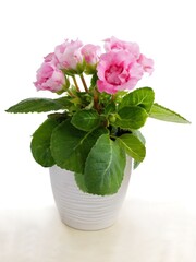 pink spinningia speciosa plant in a pot isolated