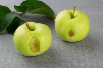 Ugly garden apples on grey background. Close up