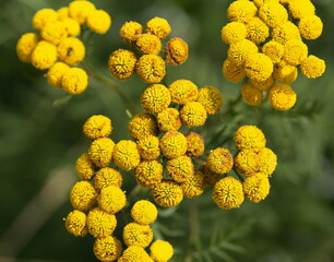 Rainfarn (Tanacetum vulgare)