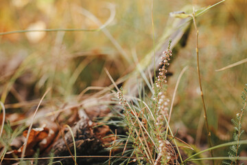 Beautiful wild heather blooming on background of old stump in autumn woods, close up. Autumnal background. Beautiful calluna vulgaris in sunny autumn mountains. Space for text