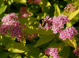 pink flowers and yellow leaves of Spiraea japonica bush in summer