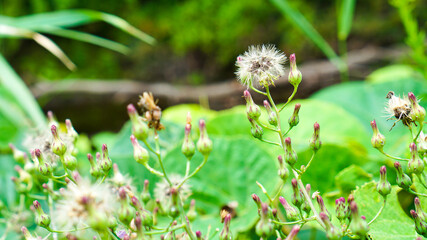 fluffy dandelion seeds, place for text