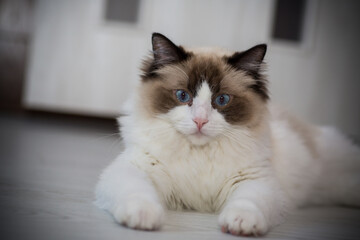 Young beautiful purebred Ragdoll cat at home