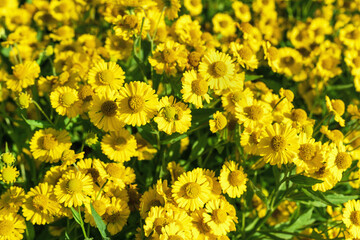 Yellow Helenium flowers in bright sunlight, background.