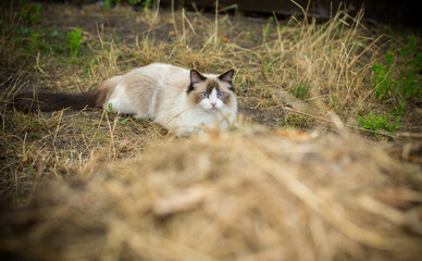 Naklejka na ściany i meble beautiful young cat of Ragdoll breed walks on outdoors