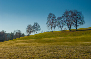 Bare trees on a grassy hill on a clear fall day.