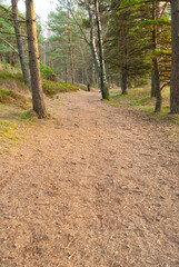 Fototapeta premium Sandy path between trees in a park.