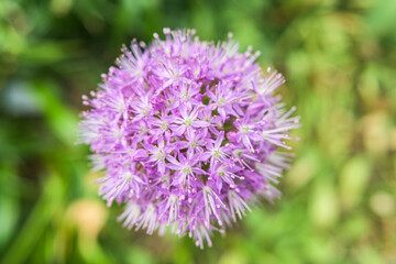 Round green and violet flower.