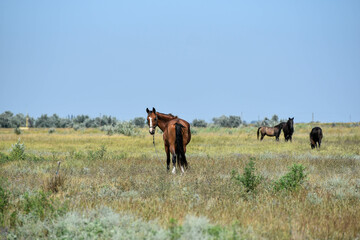 Brown horse standing in field and watching into distance, mammal