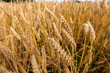 Close up of wheat in a field.