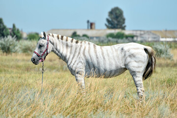 Stripped horse in field,hybrid horse like zebra