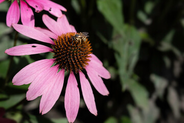 Bee walks across the spiny center of the head of a pink Echinacea purpurea flower or coneflower. Dark green blurred foliage background. Copy space