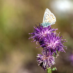 Papillon bleuet posé sur une fleur violette
